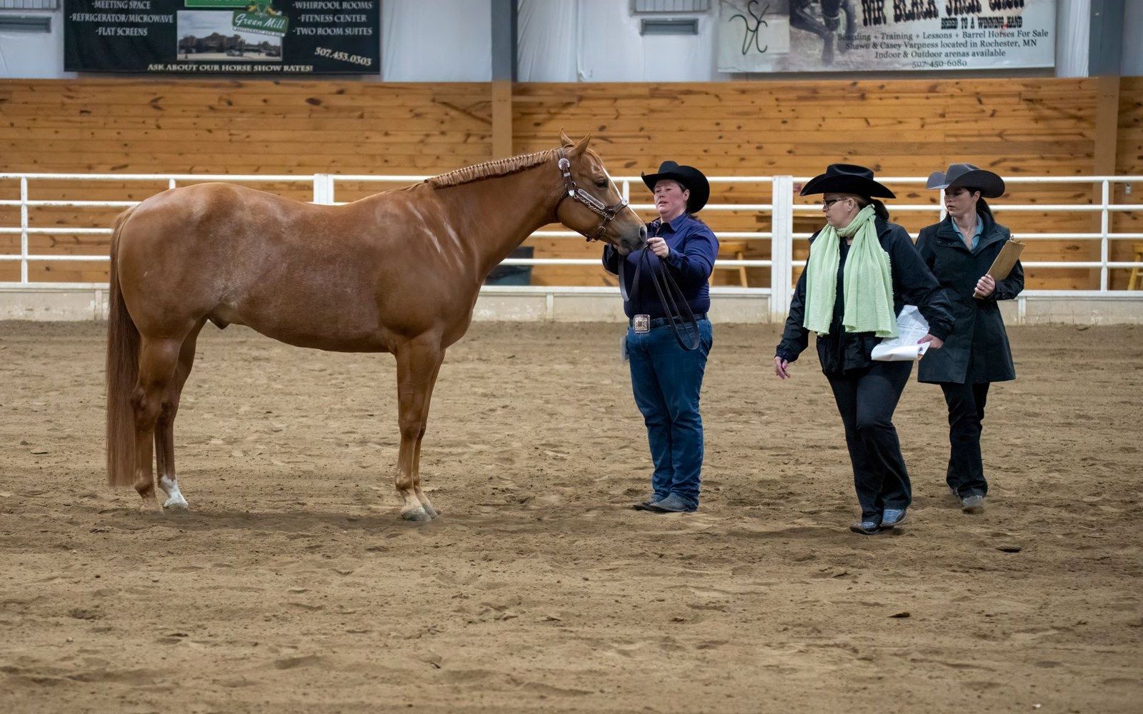 A horse presented to three judges in a sand ring.