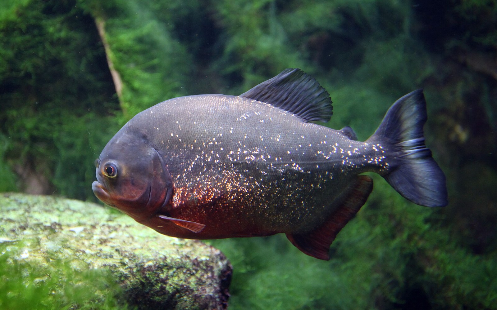 Red-bellied piranha swimming near algae-covered rocks in a planted aquarium