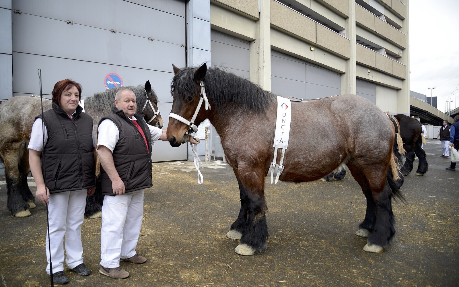 A draft horse wearing a competition sash stands beside two handlers outside an exhibition hall